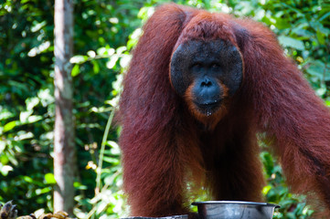 Orang Utan alpha male standing in Borneo Indonesia © attiarndt