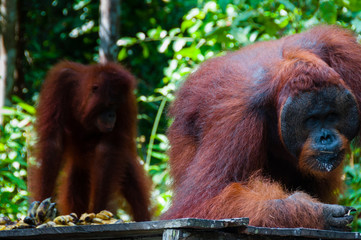 Two Orang Utan eating in Borneo Indonesia © attiarndt