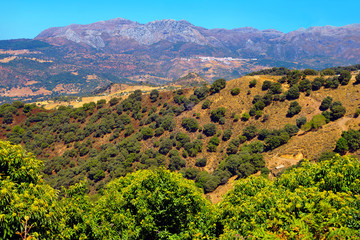 Fototapeta premium Andalusian landscape.