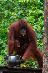 Obraz premium Orang Utang drinking from bowl in jungle of Borneo