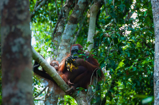 Mother Orang Utan and baby sitting on a tree in the jungle, Indonesia