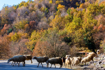 Sheep traffic on the road between autumn trees