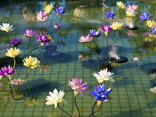 Crédence de cuisine en verre imprimé Nénuphars plastic colorful decoration lotus in pond,Taipei