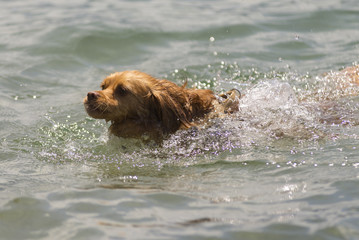 Spaniel Mischlingshund schwimmt im See