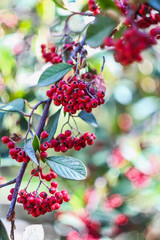 Red berries on branch