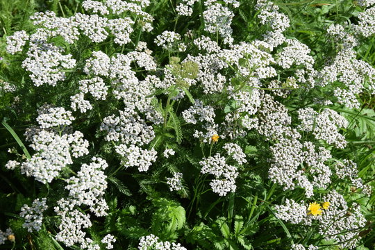 achill&eacute;e dans la nature