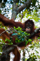 Orang Utan sitting on a tree in the jungle, Indonesia