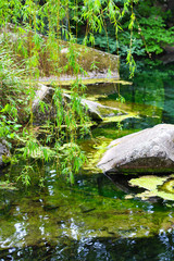 Dangling willow branches on the pond