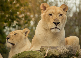 Obraz premium African female white lions