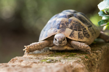 tartarughe