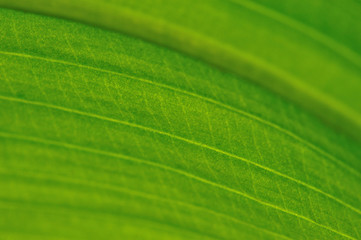 gold curves line in texture of leaf