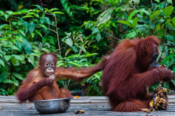 Baby Orang Utan sitting in a bowl and his mother, Indonesia © attiarndt