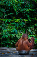 Baby Orang Utan sitting in a bowl Indonesia © attiarndt