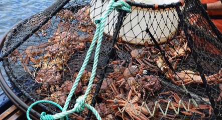 Opilio crab caught in a trap off the coast of Alaska.