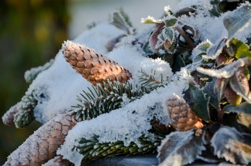Fichtenzapfen im Schnee