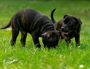puppies at play