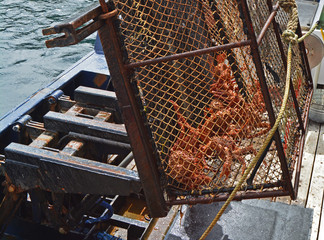 600 pound crab pots are raised by a hydraulic lift.