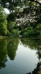 Fototapeta na wymiar 木々と池