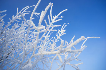 Beautiful birch branches in the snow decoration .