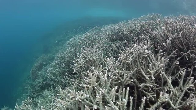 Fragile Corals in Indonesia