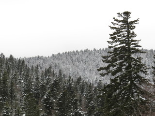 Neige en foret, Croix de Bauzon, Ardèche