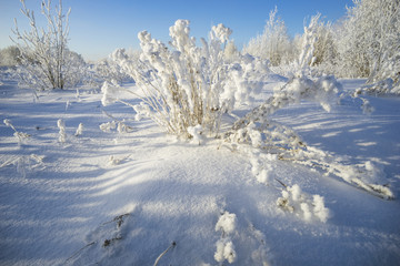 Fluffy Bush in the snow decoration .