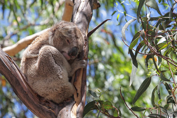 Koala (Phascolarctos cinereus)