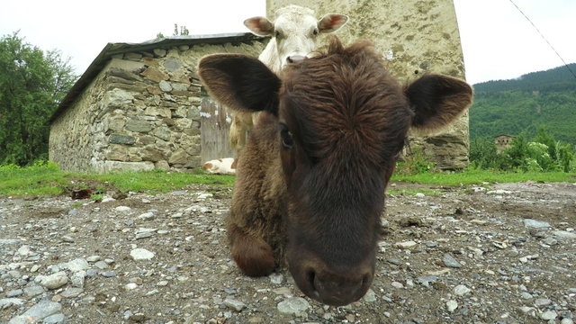 Cow on city street