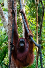 Orang Utan hanging on a tree in the jungle, Indonesia © attiarndt