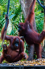two Orang Utan hanging on a tree in the jungle, Indonesia © attiarndt