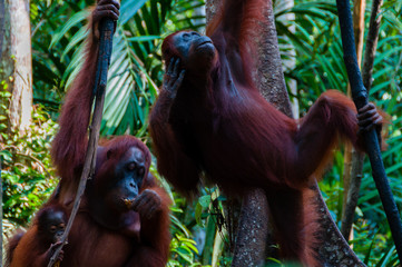 two Orang Utan hanging on a tree in the jungle, Indonesia © attiarndt