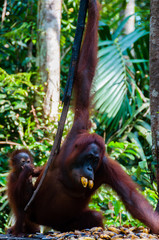 Orang Utan hanging on a tree in the jungle, Indonesia © attiarndt