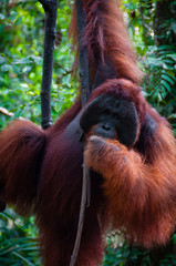 Alpha Male Orang Utan hanging on a tree in the jungle, Indonesia