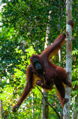 Orang Utan hanging on a tree in the jungle, Indonesia