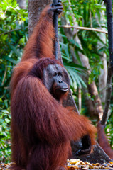 Orang Utan Alpha male hanging on a tree in the jungle, Indonesia © attiarndt