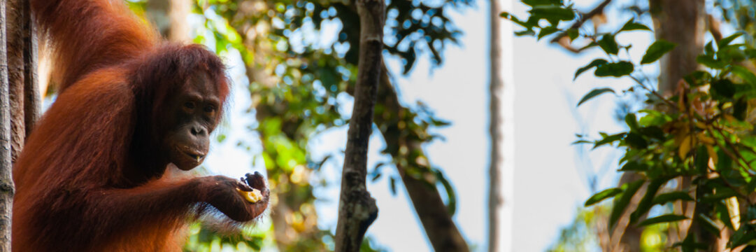 Orang Utan hanging on a tree in the jungle, Indonesia
