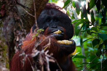 Alpha male orang utan eating banana behind a tree in Borneo © attiarndt