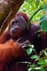 Alpha male orang utan eating portrait front © attiarndt