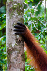 Hand of Orangutan alpha male on a tree in jungle, Borneo © attiarndt