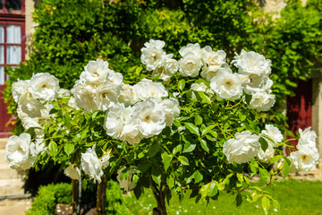 Bush of beautiful roses in a garden