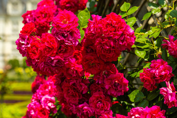 Bush of beautiful roses in a garden