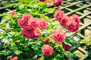 Bush of beautiful roses in a garden