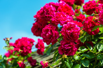 Bush of beautiful roses in a garden