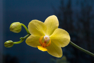 Yellow flower of an orchid with unblown buds