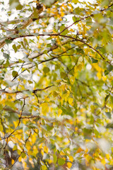 Birch autumn background