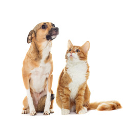 funny dog and kitten isolated on white background