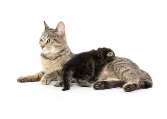 Fototapeta premium Female tabby cat and kitten
