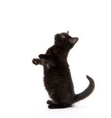 cute black kitten on white