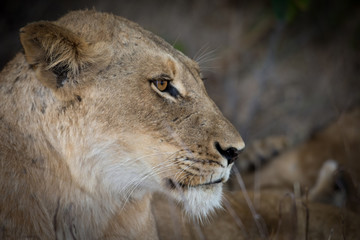 Female lion at dusk