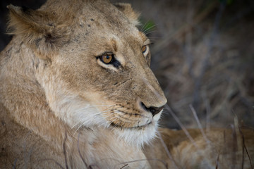 Female lion at dusk